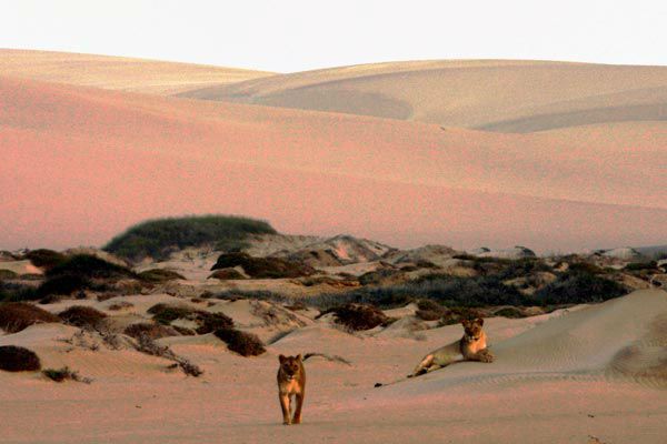 SEE AND SAVE, NAMIBIA’S DESERT LIONS BEFORE IT’S TOO LATE