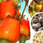 Kogi government to check excess cashew production