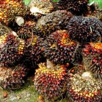Palm oil makers’ profits slump to five-year low on supply glut