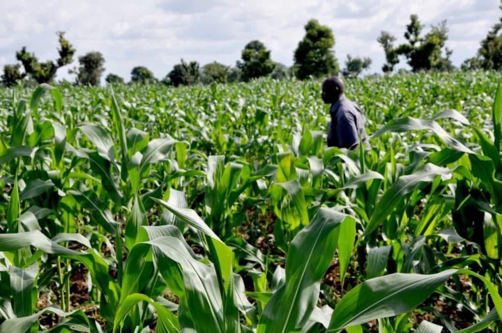 Investing in Nigeria Agricultural Sector 5 Nigerian agricultural companies you should invest in
